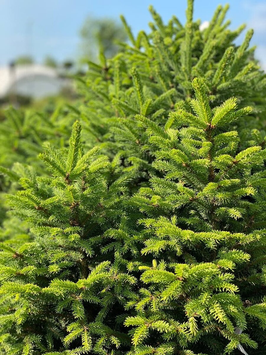 Ель олендорфи. Picea Abies Ohlendorffii. Олендорфи. Ель обыкновенная.