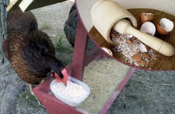 Почему курица несет яйцо без скорлупы в пленке: причины и объяснение