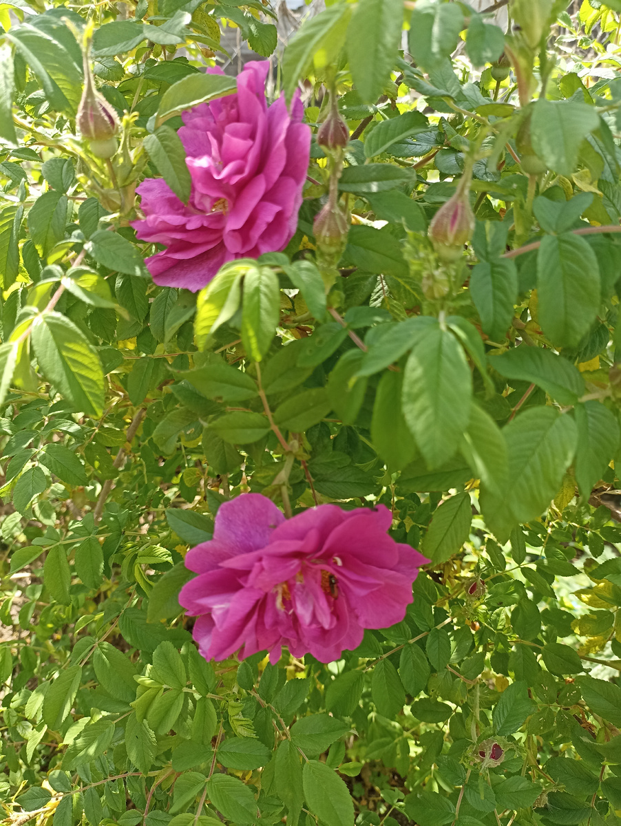 Шиповник "собачья роза".