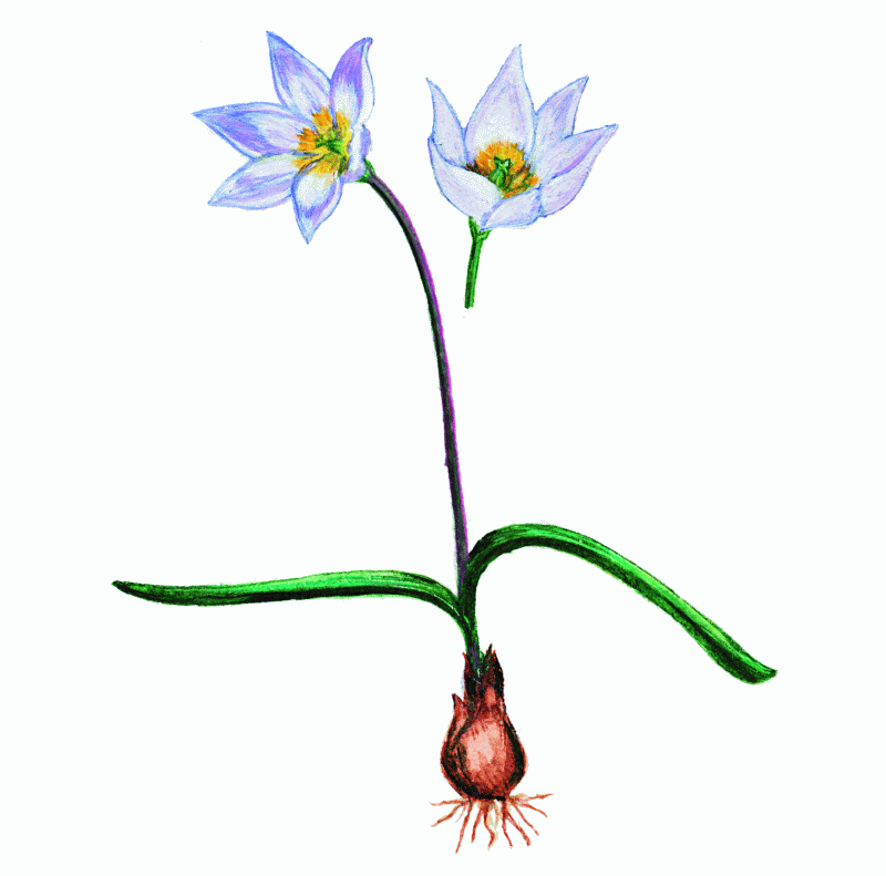 №1 (Художественная зарисовка)