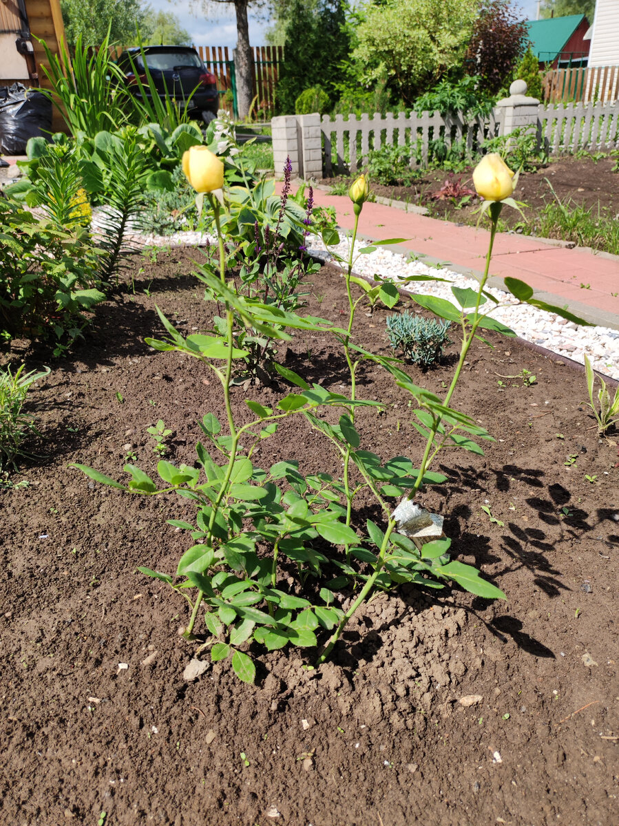 Остинка Ванесса Бэлл