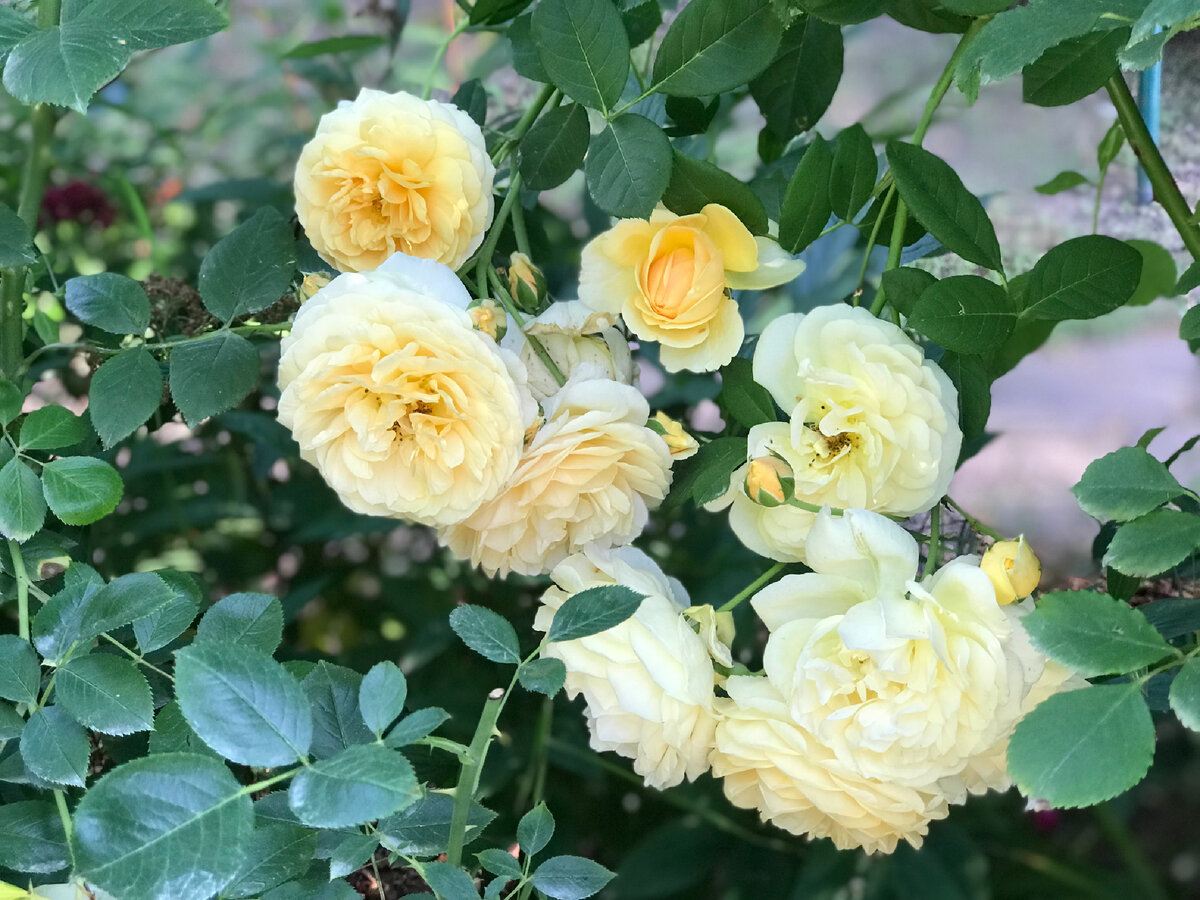 Сорт обладает удивительной гармонией красоты, выносливости и возможности выращивания в резко континентальном климате при больших амплитудах температурных годовых колебаний.