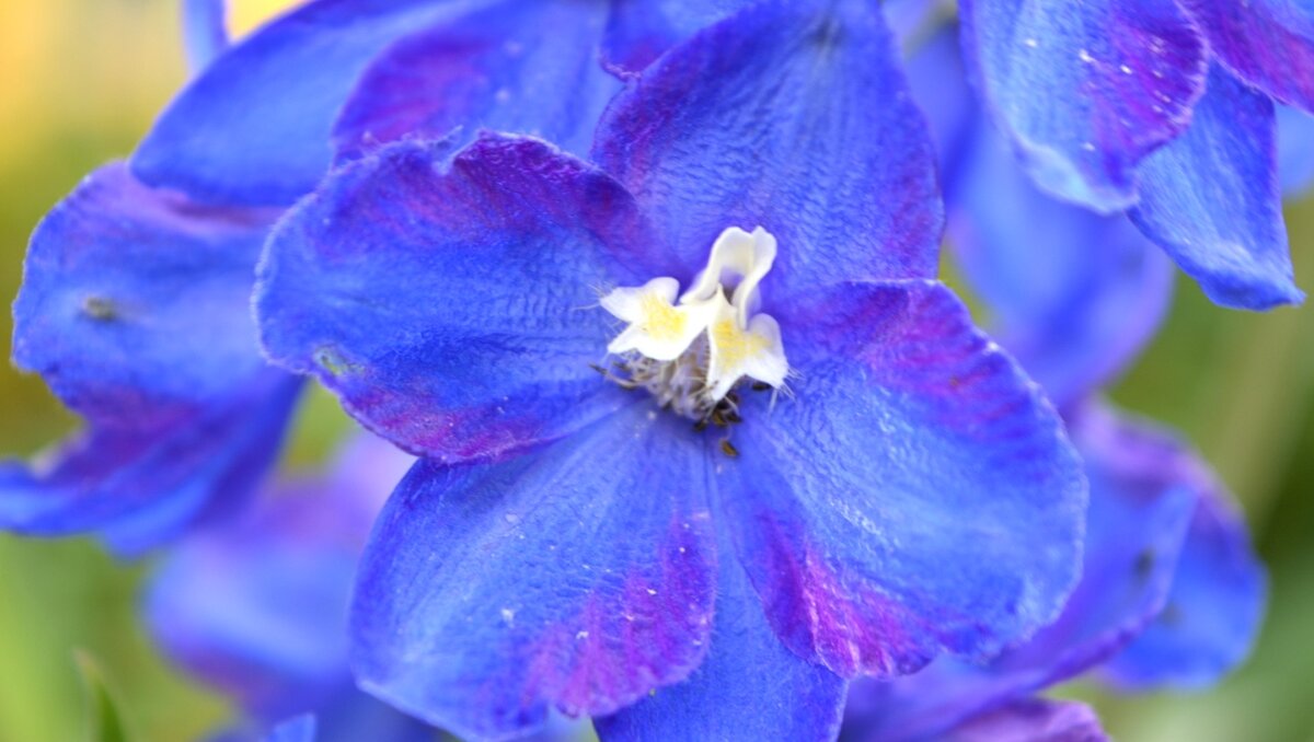 Цветы синего дельфиниума