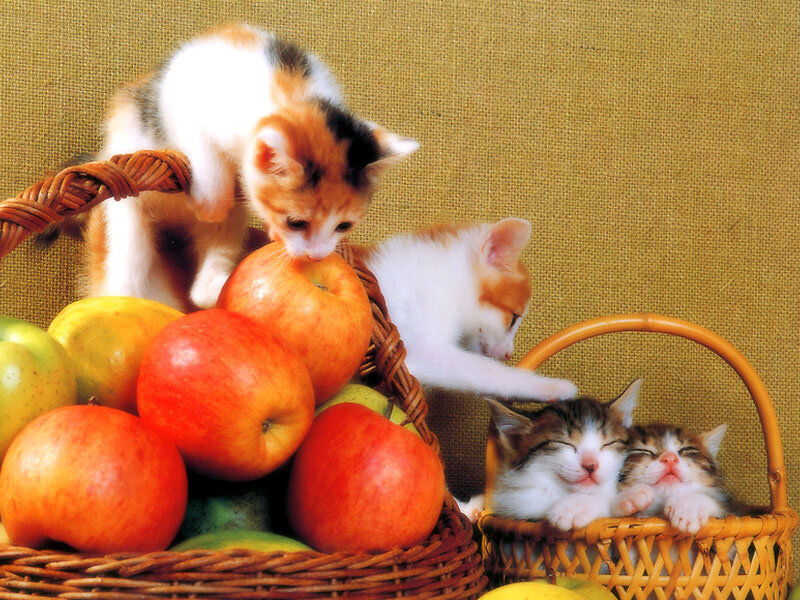 Источник фото: art.mau.ru