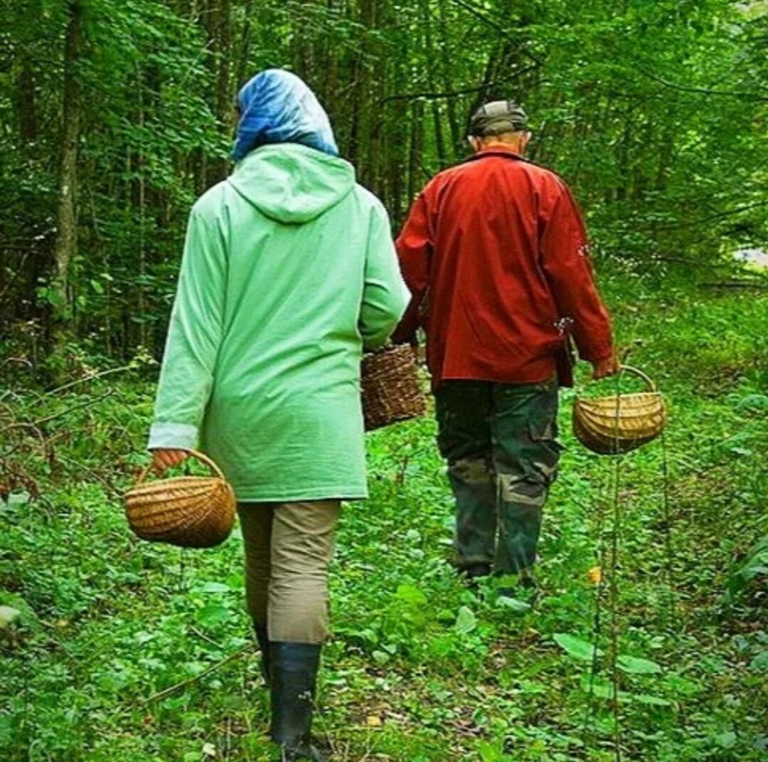 Скорая помощь для рододендронов. Пересадка и обрезка