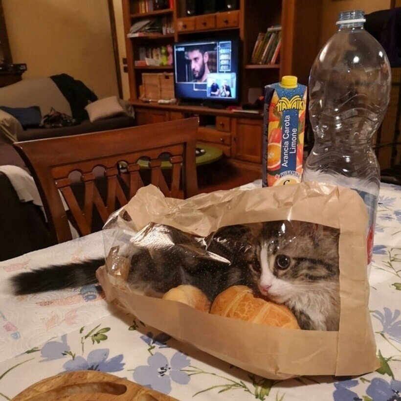 16 Ð·Ð°Ð±Ð°Ð²Ð½ÑÑ ÑÐ½Ð¸Ð¼ÐºÐ¾Ð² Ð¿Ð¸ÑÐ¾Ð¼ÑÐµÐ², ÐºÐ¾ÑÐ¾ÑÑÐµ Ð¸ÑÐºÑÐµÐ½Ð½Ðµ Ð½Ðµ Ð¿Ð¾Ð½Ð¸Ð¼Ð°ÑÑ, Ð·Ð° ÑÑÐ¾ Ð¸Ñ ÑÑÐ³Ð°ÑÑ