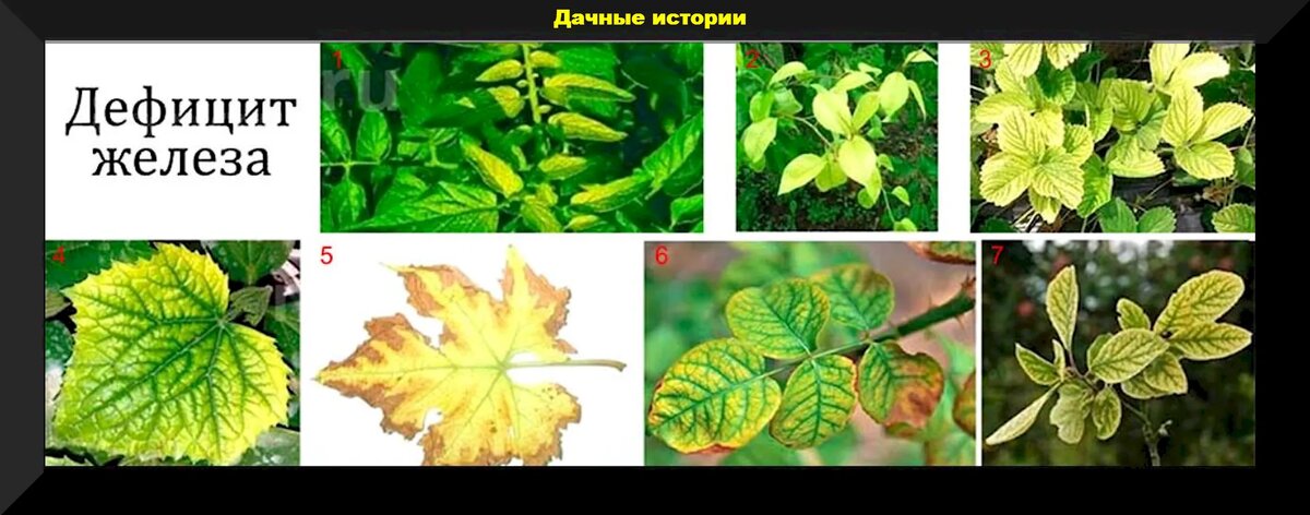 Как выглядит хлороз на листьях Работы на участке в сентябре: разбираем очень важные и не совсем очевидные дачны