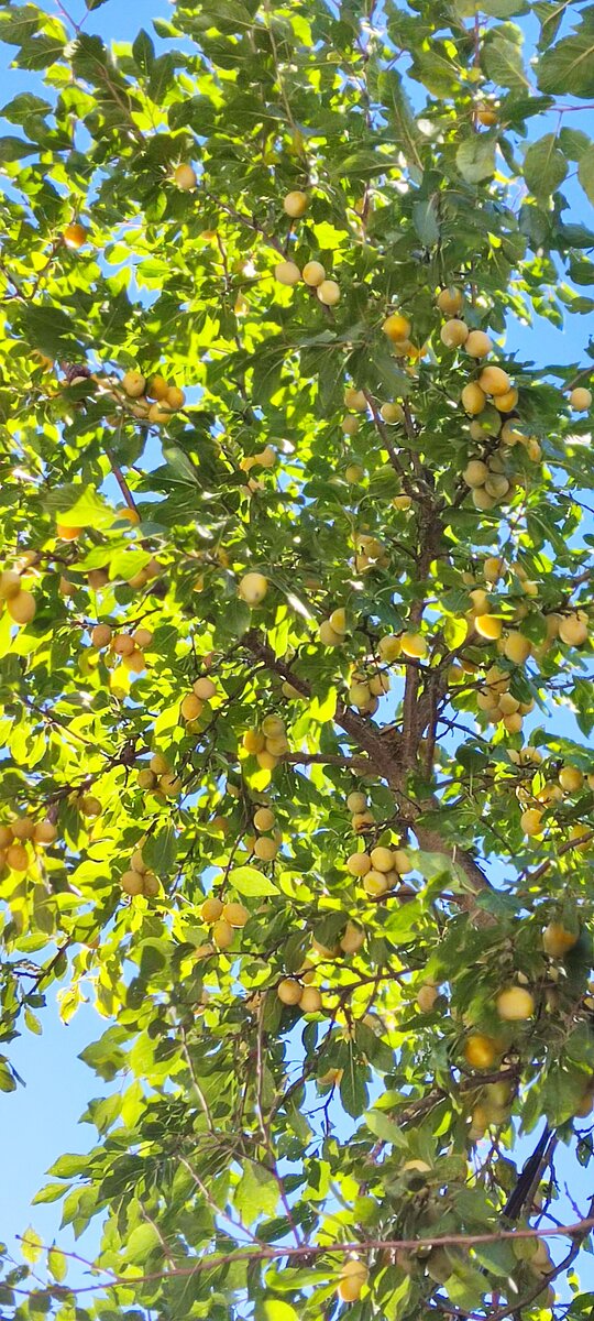 Медовая слива