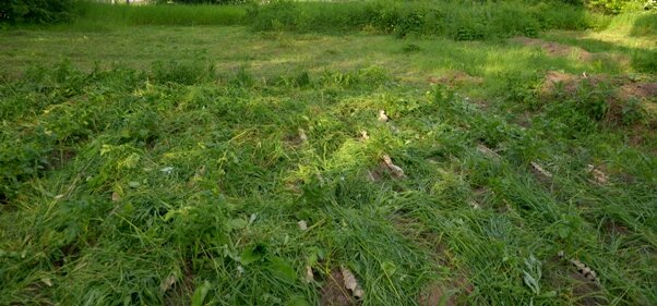 Разложенная трава между рядами. Фото автора.