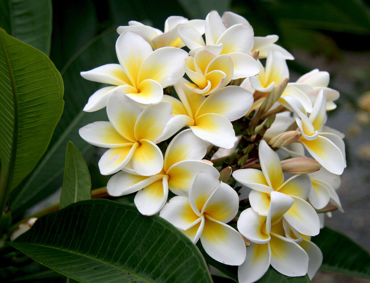 Плюмерия Plumeria d12 h20