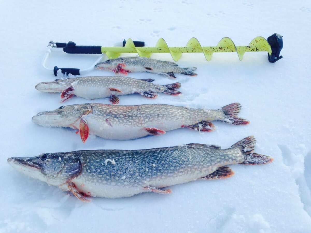 ловля щуки зимой со льда. щука на льду. ловля щуки зимой со льда. рыбалка на щуку зимой. зимний спиннинг.