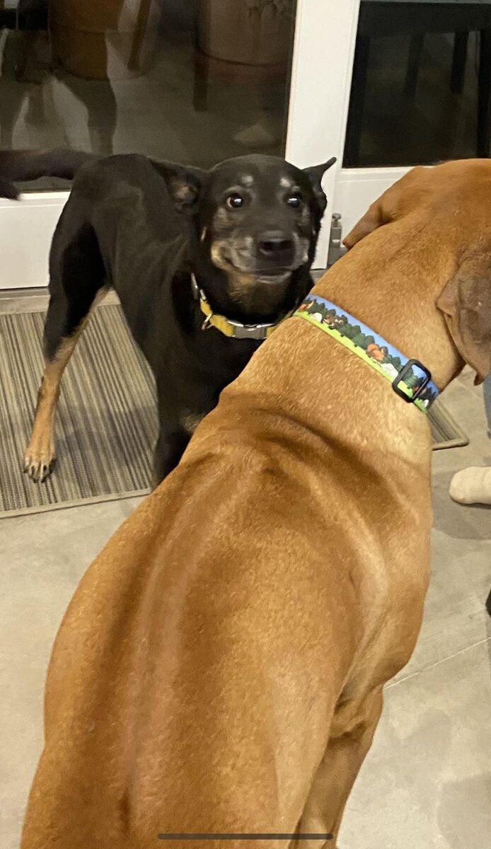 Сегодня вечером у моего пса появился новый лучший друг, и я думаю, что он влюблен.