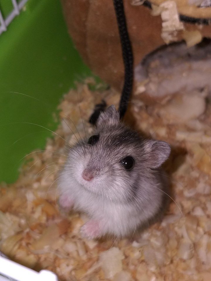     Возьмите малыша на ручки! / Анастасия Дудалова