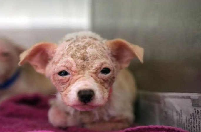 Никто не хотел забирать этого щенка из приюта 