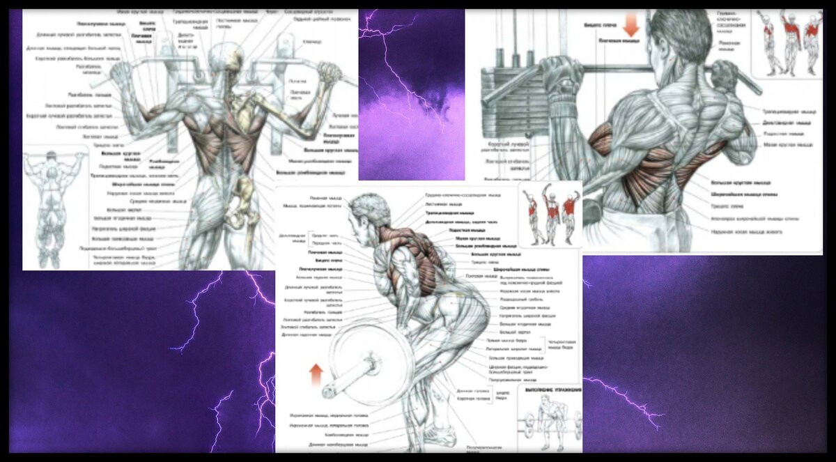 Схема из книги Ф. Дэлавье "Анатомия силовых упражнений. Комплекс для ширины спины. 