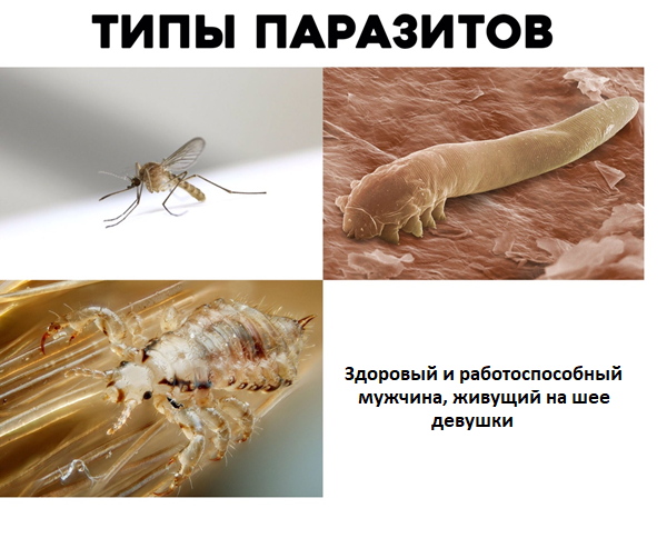 Из учебника по биологии, 8 класс.