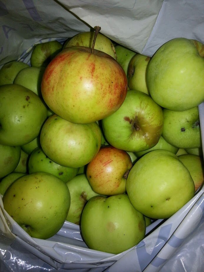 Фото автора Алесад.Ждем яблок. Сняты первые не лучшего качества. Собрали не дозрелыми  что бы следующие могли взять больше витаминов для роста.