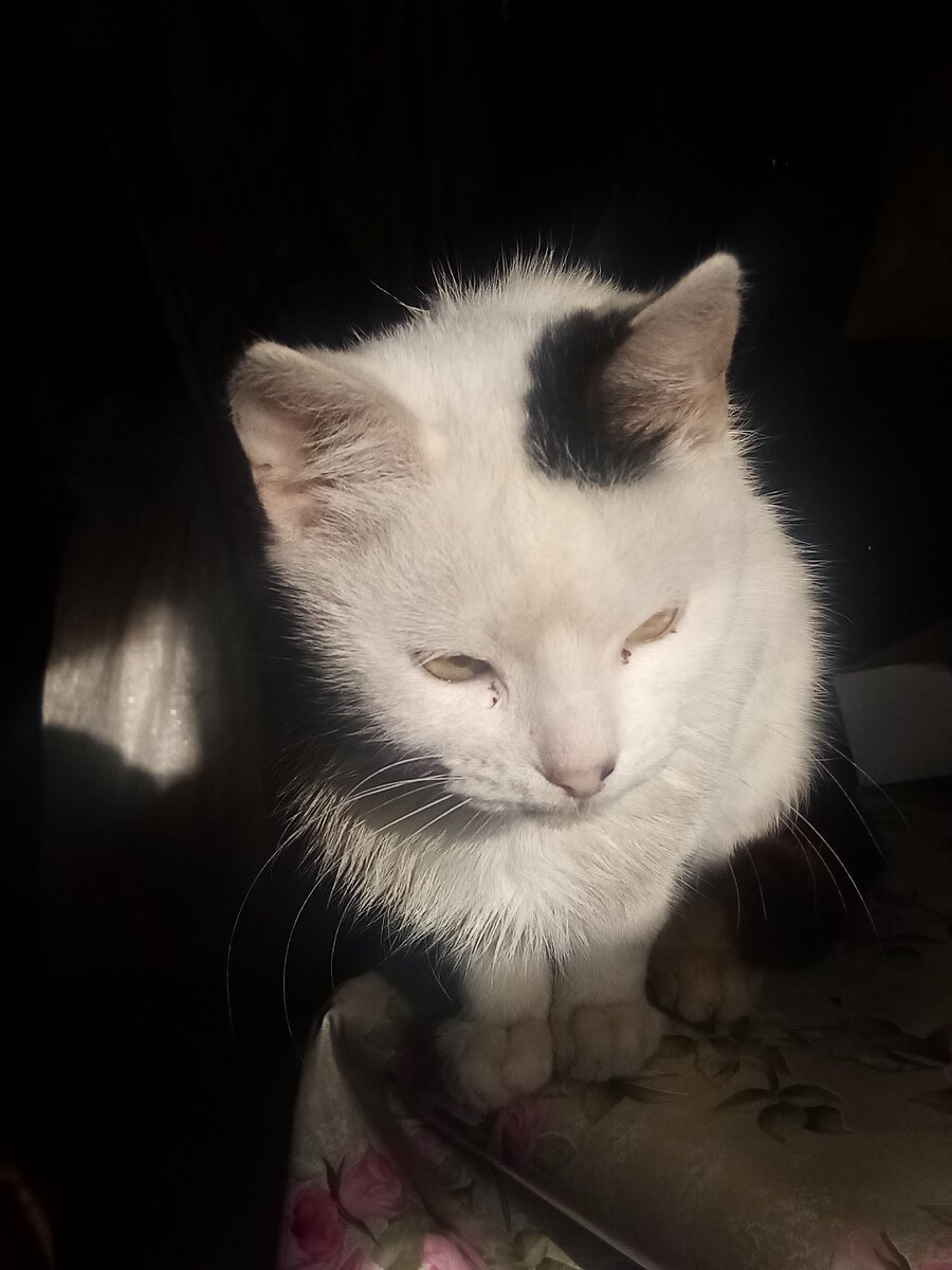 Мой Мурзик