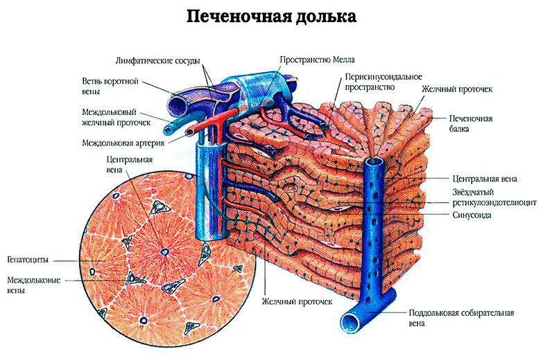 Печеночная долька рисунок (50 фото)