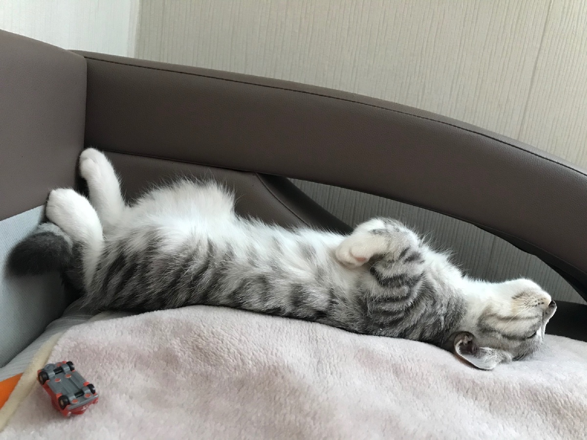 Сейчас Симба чувствует себя хорошо , конечно настоящую причину его пакастей я не узнаю,но могу предположить что таким образом он показывал что у него что то болит 😢 