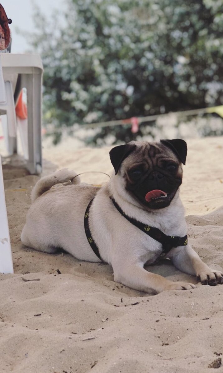 Сказочное чудо. Умён, но своенравен. Активен, но 10 минут. Добрый, если есть еда.