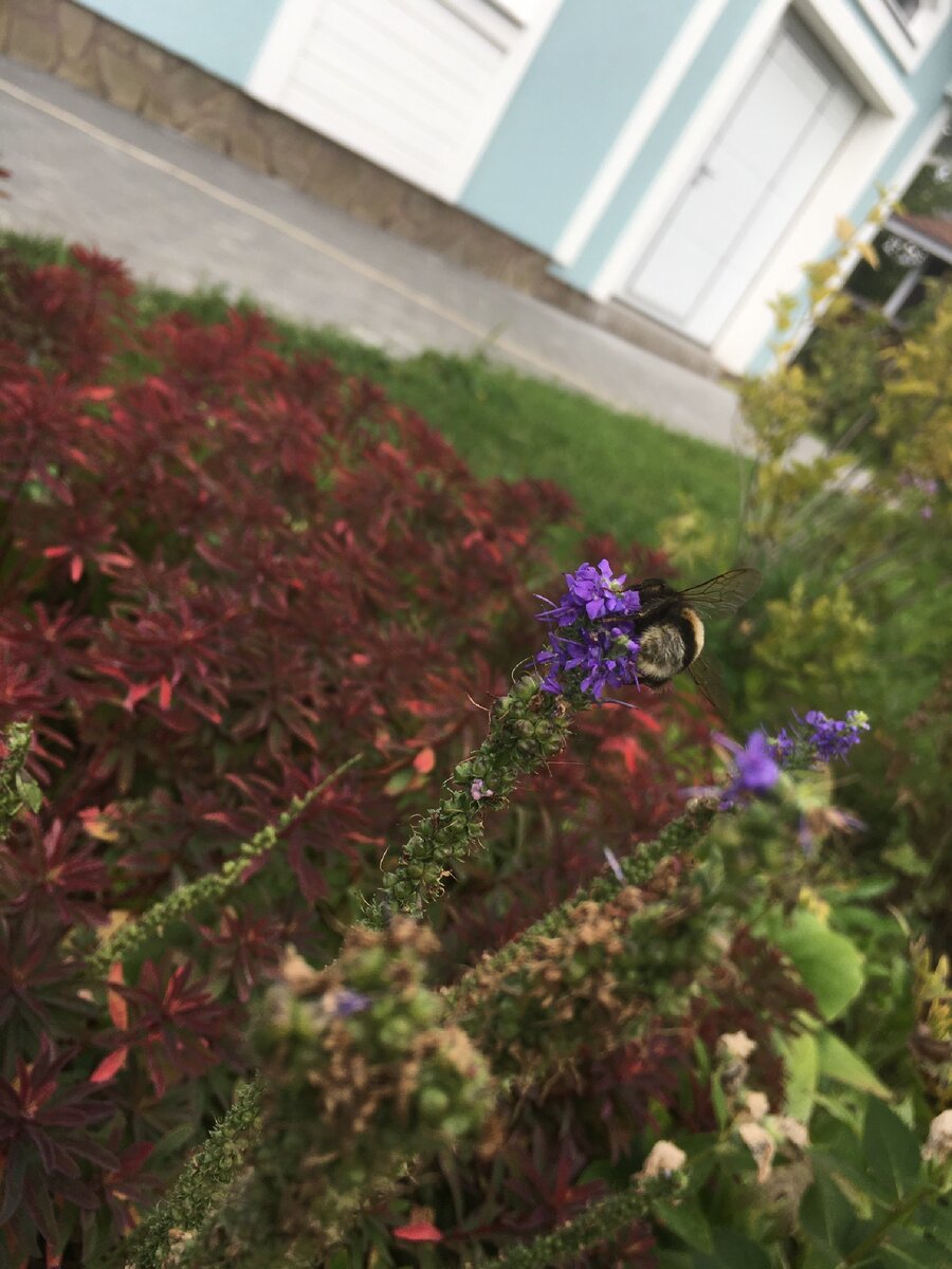 Она будет прекрасно расти на открытом солнцу месте и в полутени. Неприхотлива в отношении почвы, однако предпочитает влажную и хорошо удобренную. Что касается соседства, хорошо смотрится рядом со злачными, горными и другими "природными" растениями.