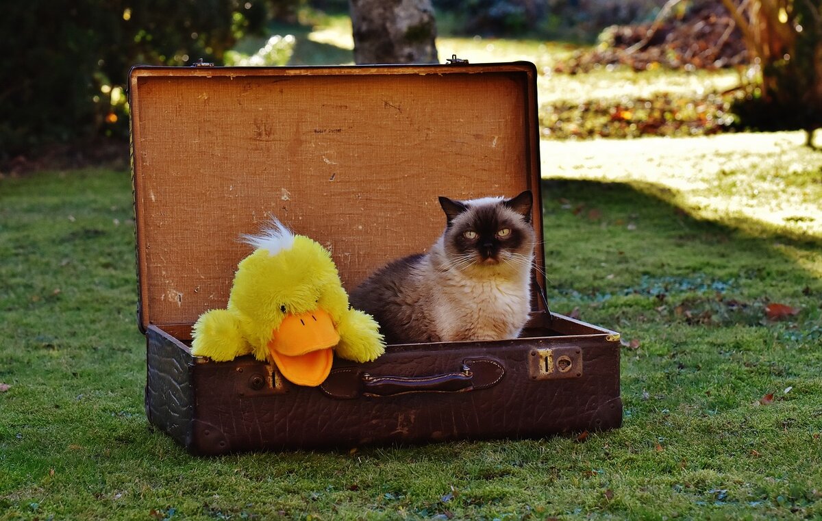 Кот из чемодана