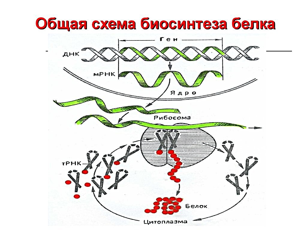 Этапы биосинтеза белка