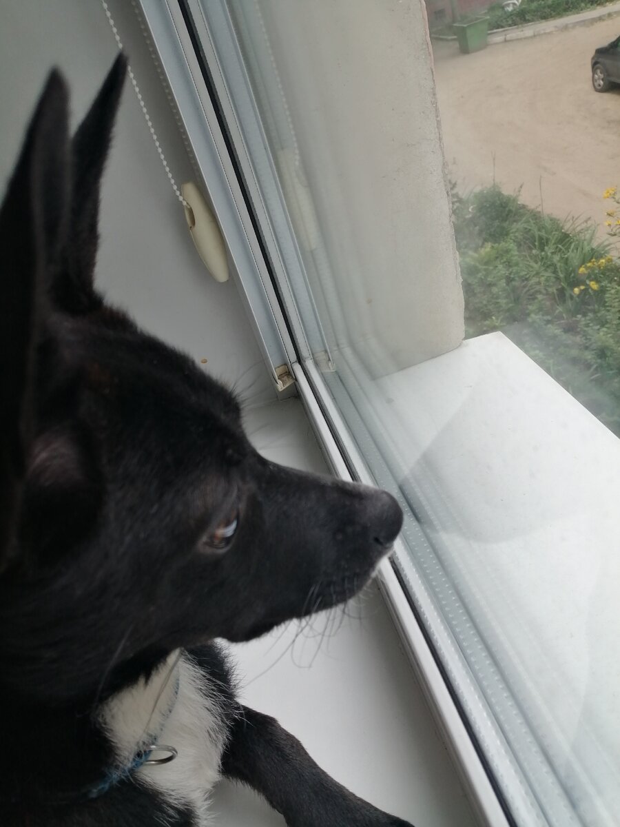 Давай заведём собачку