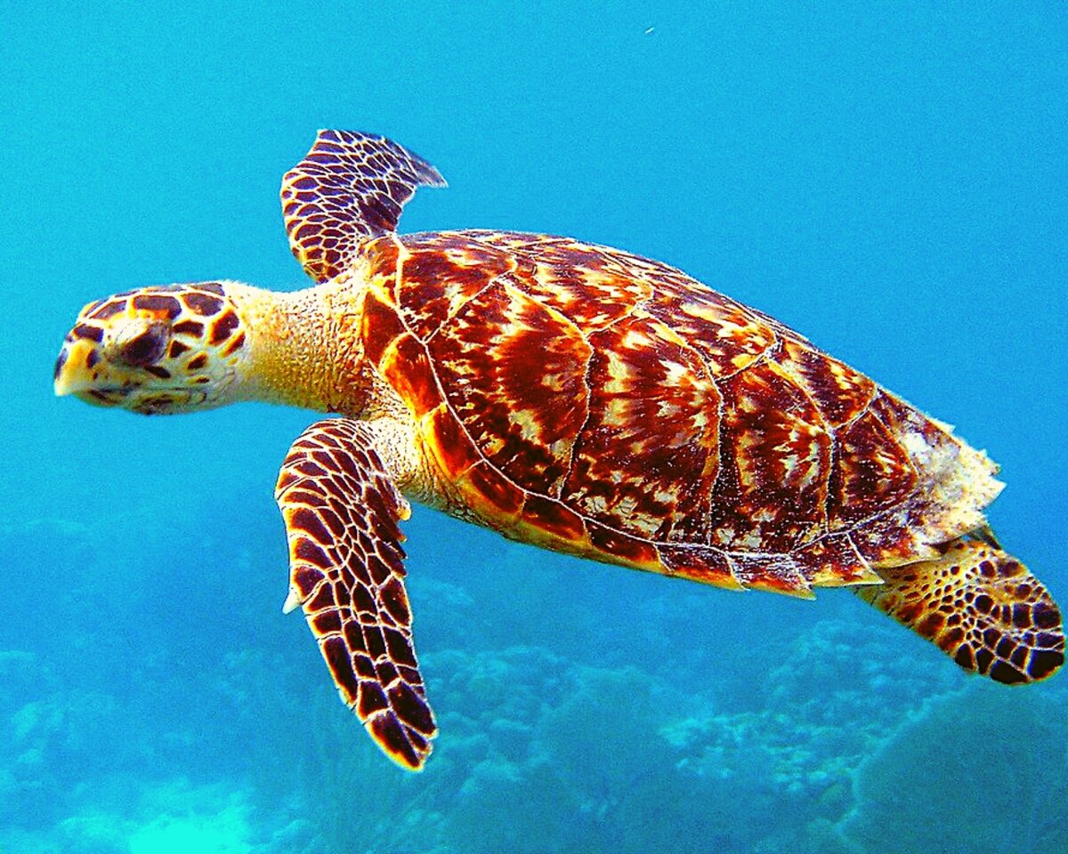 Морским черепахам угрожает вымирание: в течении столетий  люди охотились на них из- за панцирей  и вкусного мяса. 