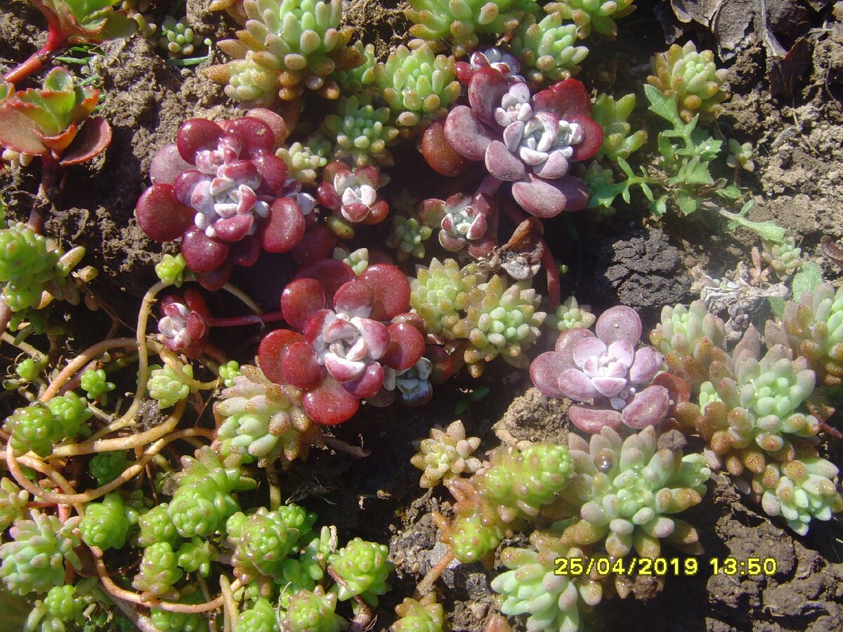 седум лапчатолистный