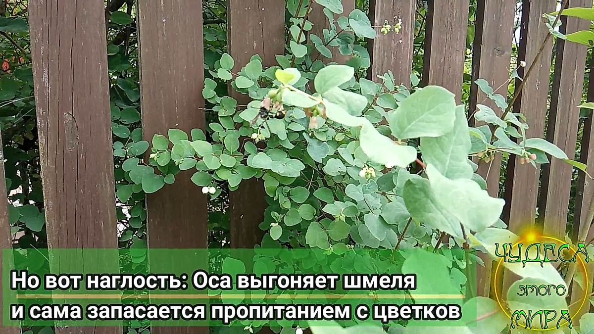 Получается, оса собирает нектар просто для того, чтобы подкрепиться самой!