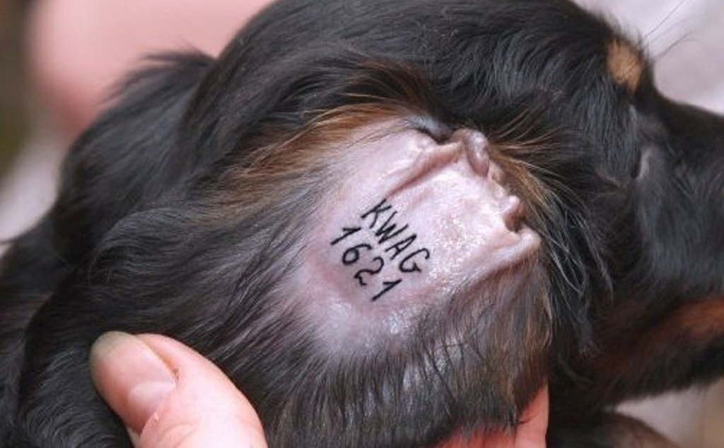 Клеймо https://kot-pes.com/wp-content/uploads/2019/05/post_5cd4fd8f668a0.jpg