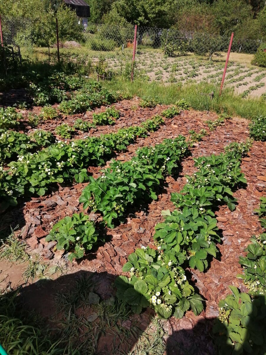 готовая грядка покрытая мульчой