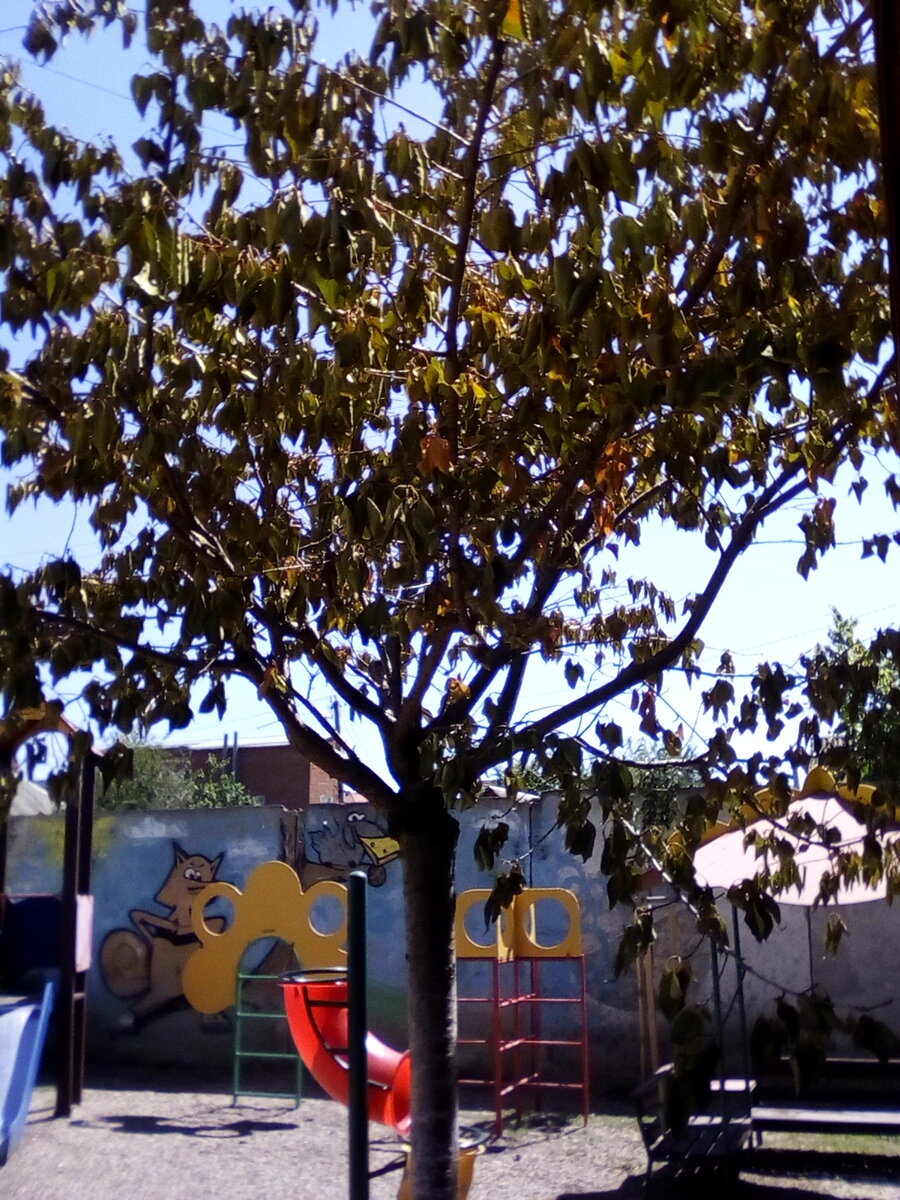 Вот наша засыхающая сакура.