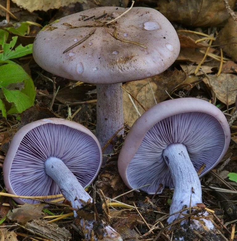 Фото с моего канала Грибник со стажем 16.RU