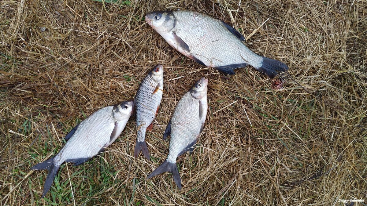 Для ловли леща применяют множество различных наживок. Основными традиционно являются червь, опарыш, мотыль, кукуруза. Удавалось его ловить на тесто, перловку, пенопласт, воздушную кукурузу. Видел, как лещ попадается на горох, вареную картошку, сало, ракушку, манную болтушку, ручейника. В интернете пишут о ловле леща на изюм, ананас и другие экзотические наживки. Еще ловят на силиконовые наживки - опарыша, мотыля, короеда. Все это так, но в последнее время уверился в мысли, что основной и наиболее уловистой наживкой является живой мотыль. Возможно потому, что мотыль, как одна из немногих наживок, является природной пищей для рыбы.Мотыля применяют как самостоятельную наживку на крючке от двух личинок до множества (пока налазят на крючок), так и в виде самых разнообразных бутербродов. Это уж как фантазия рыболова подскажет. А скорее - какой бутерброд лещу больше понравится.

Мотыля добавляют и в прикормку. Можно это делать как в общую массу прикормки при окончании замеса, так и непосредственно в каждую кормушку перед забросом снасти.
В настоящее время производители стали изготавливать прикормки с запахом мотыля. Я проверял на рыбалках несколько видов таких прикормок от разных производителей. Могу сказать, что эти прикормки нормально работали и рыба при их использовании неплохо ловилась.
На фото продукты приведены не ради рекламы, а для понимания разнообразия производителей и цветов прикормок с запахом мотыля.Можно использовать и любые другие промышленные или самодельные прикормки с другими ароматами, а при замешивании добавлять в них специальный ароматизатор "мотыль". Его тоже изготавливают разные производители. Выбор достаточно обширный и тут уж сам рыболов определит свои предпочтения, которые будут формироваться на базе опыта пройденных рыбалок.
Можно поступать и по-другому. Не добавлять в прикормку изначально ароматизатор, а использовать аттрактант "мотыль" в виде спрея, обрабатывая им прикормку уже непосредственно в кормушке.
А еще спрей обязательно необходим, если пользоваться искусственным силиконовым мотылем. Тогда силиконовые приманки стоит обработать спреем прямо на крючке для придания им реального запаха мотыля.
Как видим, в настоящее время производители делают массу самых разнообразных прикормок, ароматизаторов, аттрактантов и даже искусственных приманок под "мотыля". И это не случайно, потому что мотыль сам по себе является важнейшим элементом питания леща и других видов рыбы.
Краснодар


Если использовать в комплексе живого мотыля и ароматизированные "под мотыля" прикормки либо аттрактанты, можно расшевелить даже спящего леща. Мне так действовать приходилось несколько раз, когда желание порыбачить подвигало меня поехать на водоем в самое неклевое время. Заведомо такие рыбалки могли остаться совсем без поклевок, но комплексный подход с мотылем и к насадкам и к прикормкам в сочетании с хорошим кормлением точки лова давал свой результат. Пусть уловы были достаточно скромными, но без пойманной рыбы я не оставался.
Отмечайте эту статью и подписывайтесь на канал!- Читайте здесь статью "С фидером за подлещом. На календаре апрель."
- Читайте здесь статью "Перспективы летней фидерной рыбалки с учетом особенностей нынешней зимы."
- Читайте здесь статью "Рыбаку на рыбалке должно быть комфортно!"
