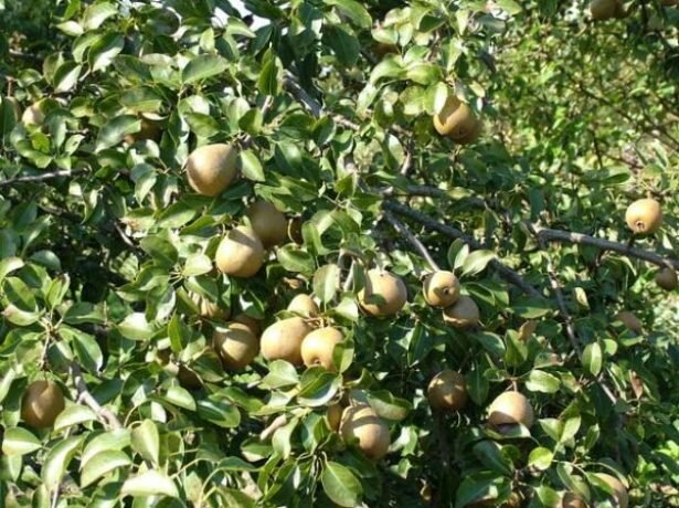 Беларуская поздняя груша