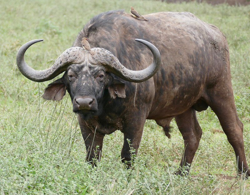 Самое крупное животное африки. Африканский буйвол. Африканский буйвол вес. Бык буйвол. Буйвол в саванне.