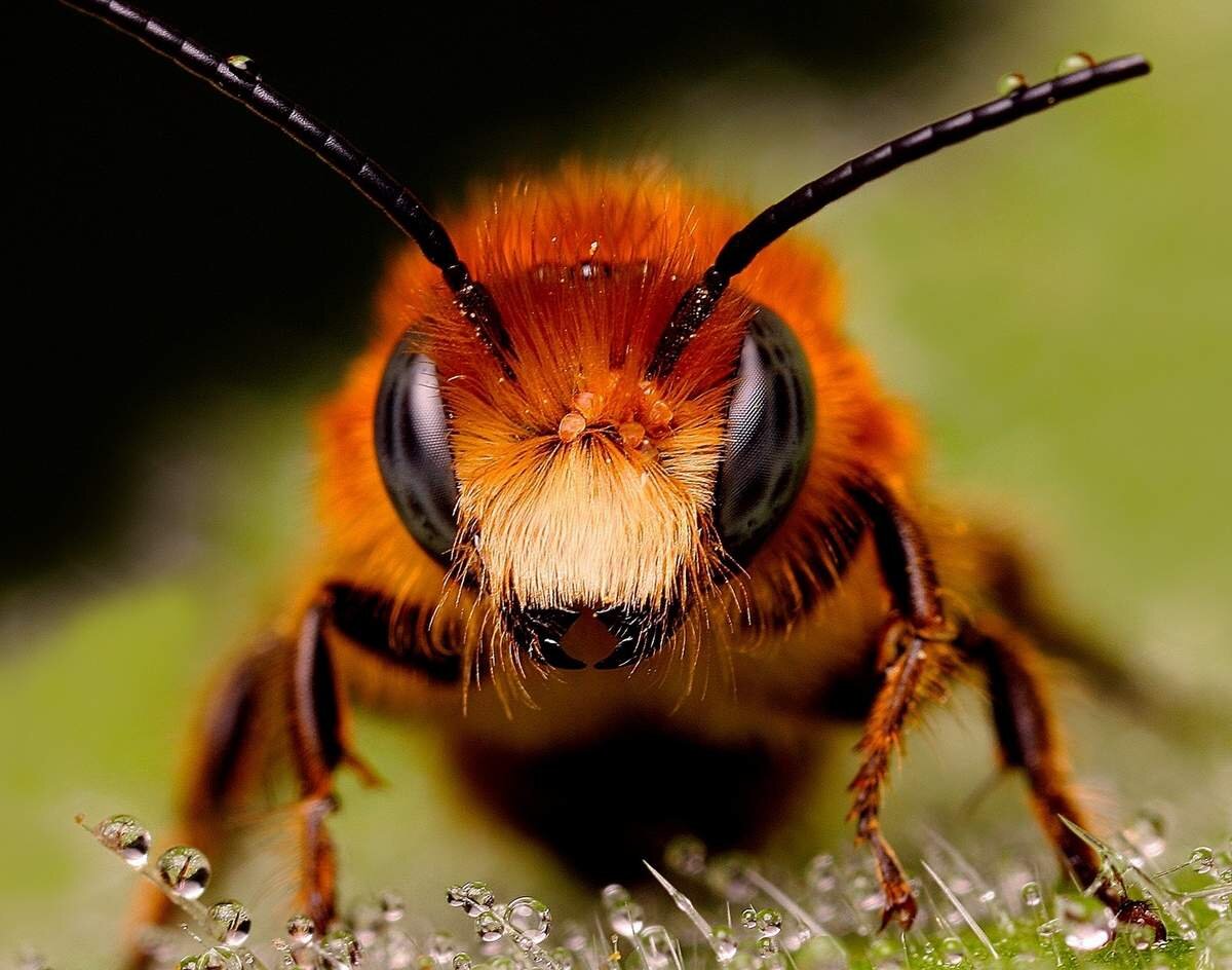 Пчелы в качестве опылителей крайне важны в сельском хозяйстве.