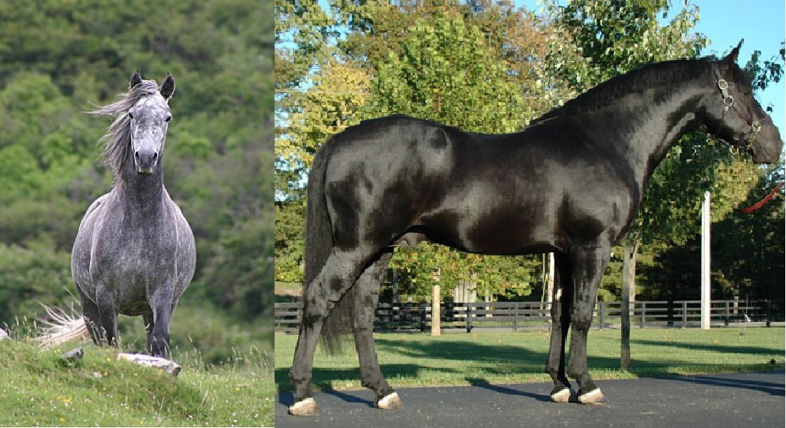 Современные породы, считающиеся потомками хобби: пони Коннемара (слева) и ирландская упряжная (справа).