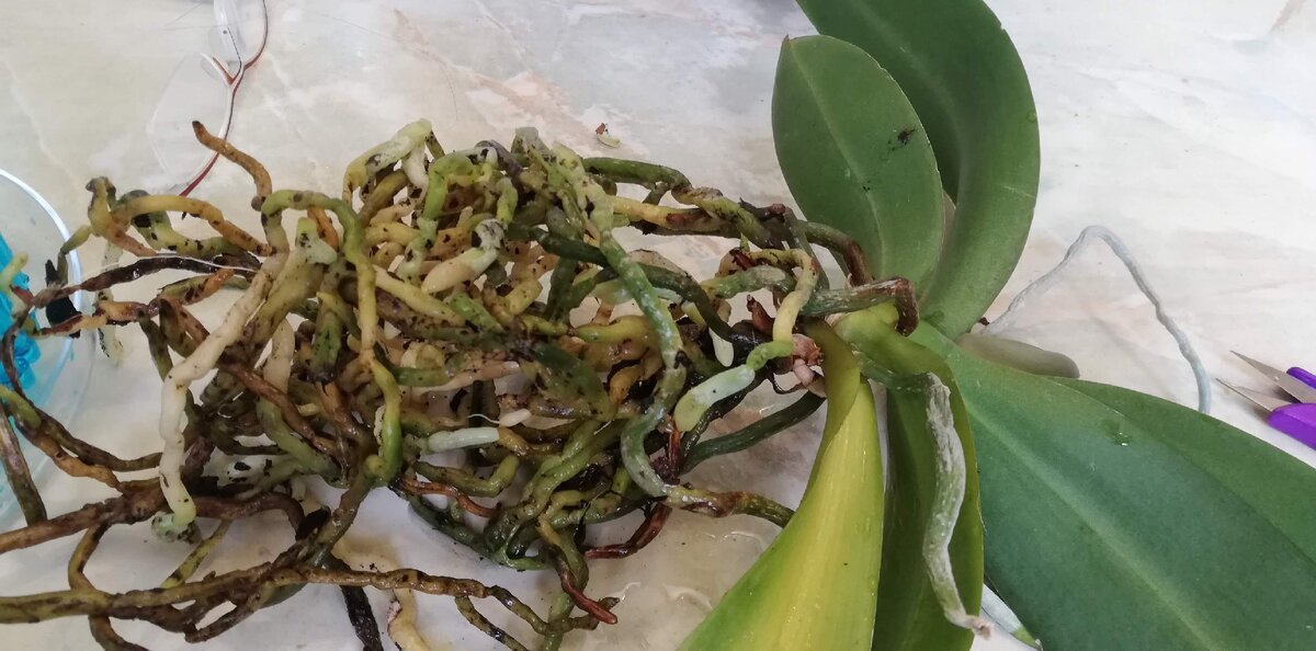 Вот такие корни она отрастила и нуждалась уже в пересадке