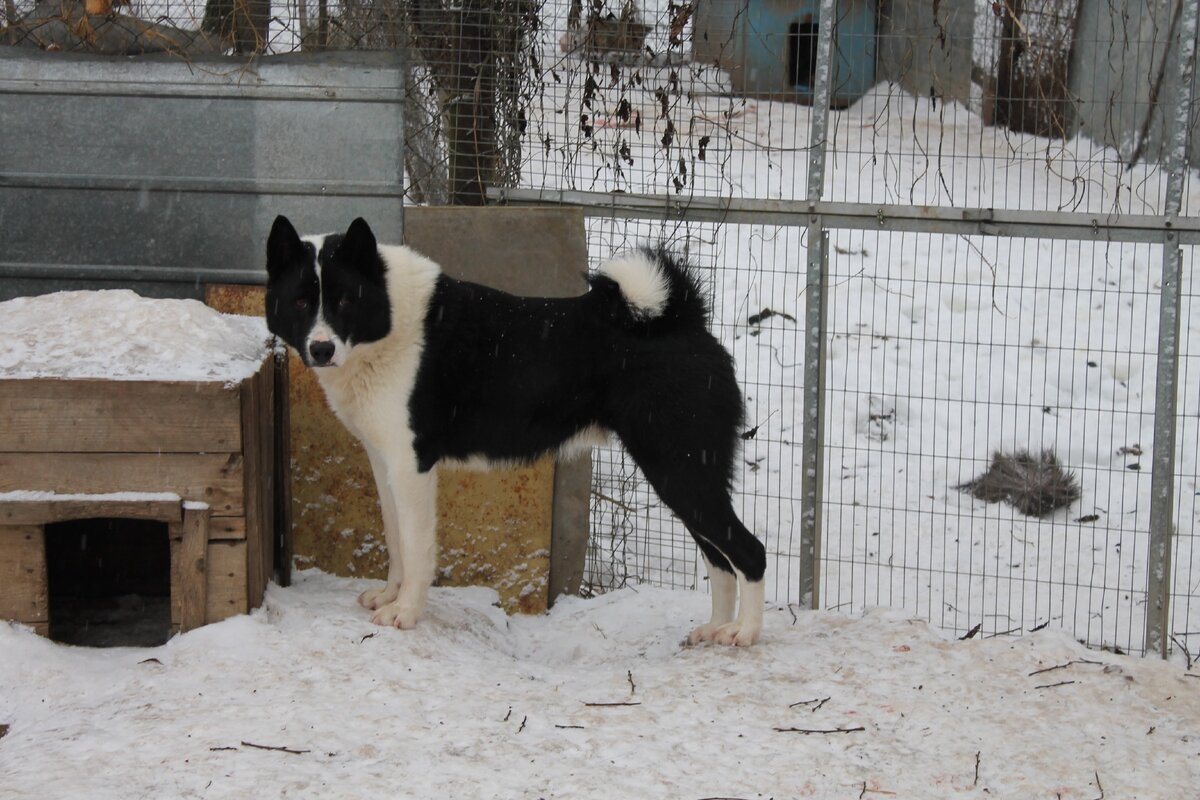 Это был похожий пёс, русско-европейская лайка. Фото взяла из интернета.