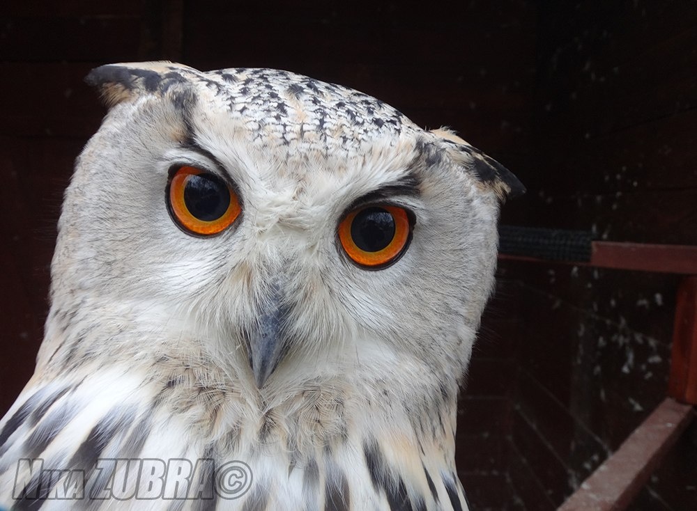 Сова или филин? Вот в чём вопрос. Как отличить сову от филина? | Филин ...