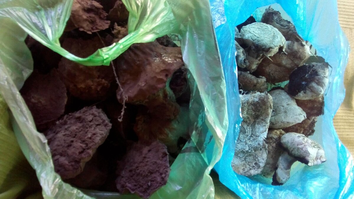 слева сухие бздюхи (дождевики), справа шампиньоны