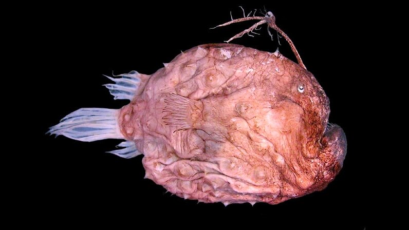 Южная рыба-футболист (Himantolophus stewarti), шаровидная колючая рыба-удильщик с искусно украшенной приманкой и выступающим подбородком.  
Место обитания ограничено глубокими южными водами всех трех главных океанов мира. 
Рыба была описана как новая для науки еще в 2011 году.