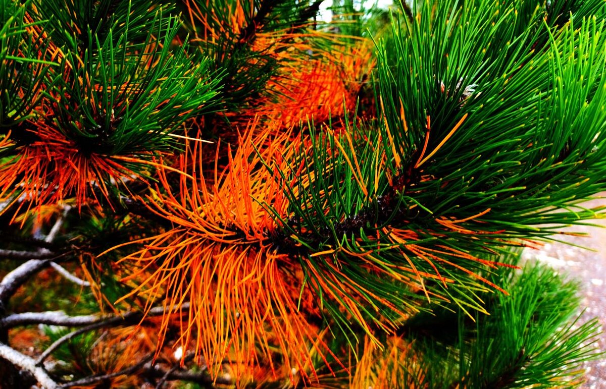 Pinus Silvestris