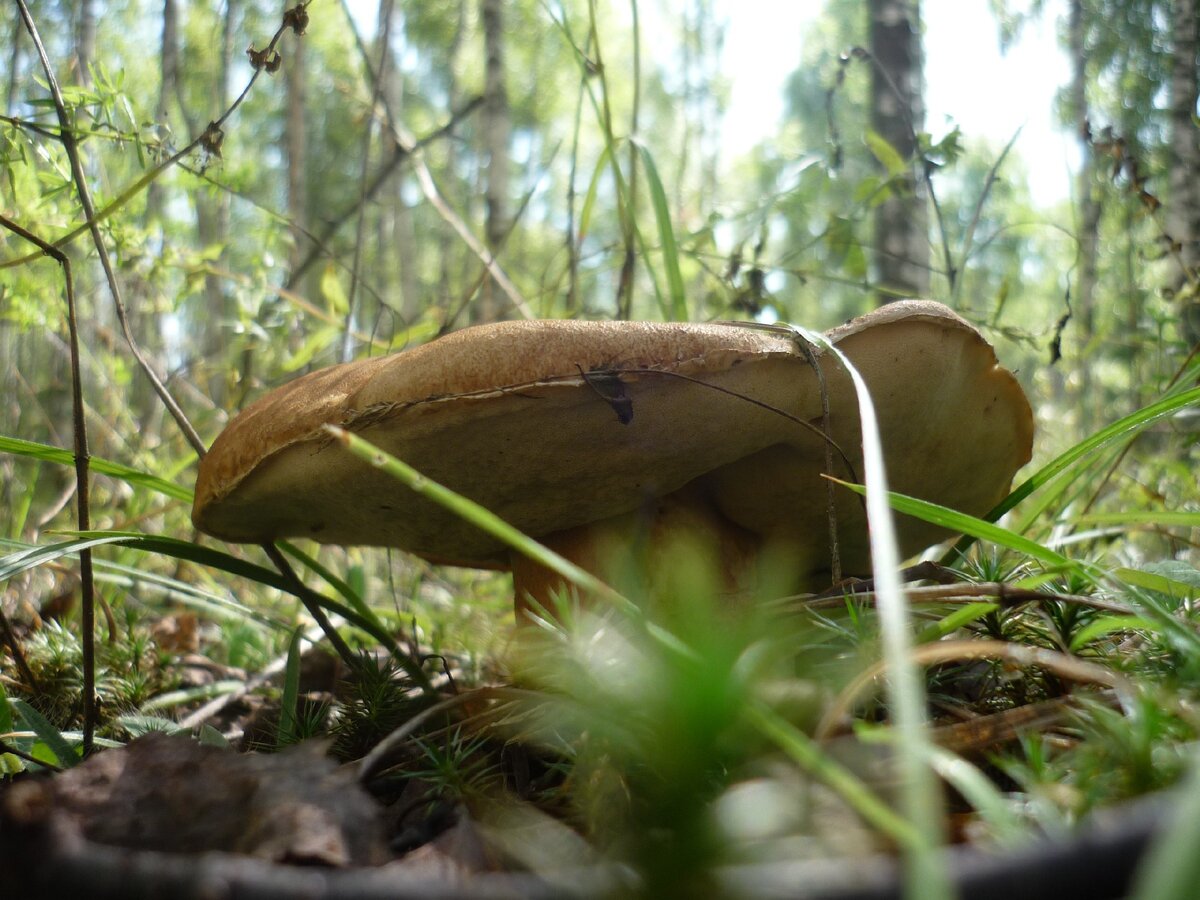 Эстетика леса грибы
