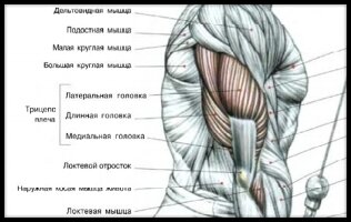 Схема трехглавой мышцы плеча взята из книги Ф. Дэлавье "Анатомия силовых упражнений".