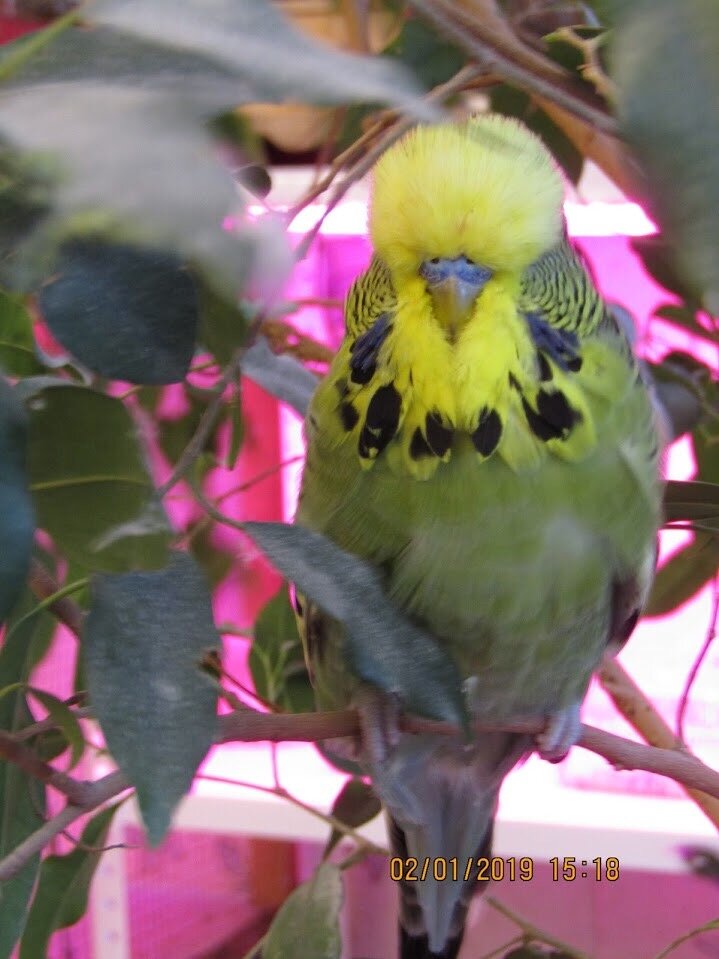 Самец ВВП в вольере.